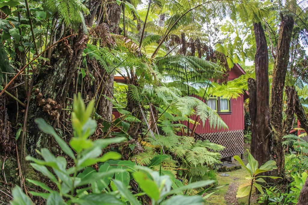 Ferny Hollow: Romantic Rainforest Cottage Volcano Ngoại thất bức ảnh